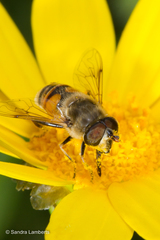 Eristalis tenax