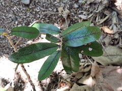 Diospyros egrettarum
