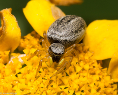 Heliophanus equester