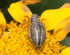 Heliophanus equester