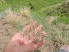 Salsoloideae