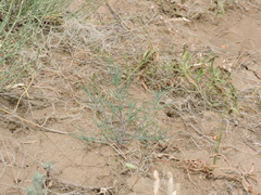 Salsoloideae