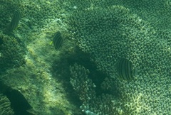 Chaetodon octofasciatus