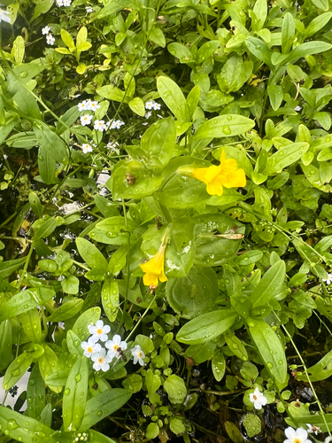 michigan monkey flower (Erythranthe michiganensis)