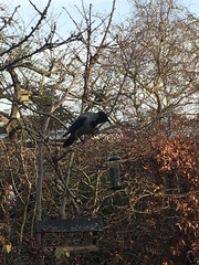 Corvus cornix