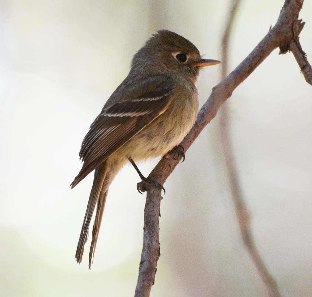 Pine Flycatcher photo