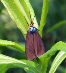 Ctenucha virginica