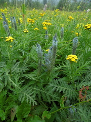 Veronica sajanensis