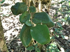 Diospyros egrettarum