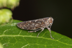 Agandecca