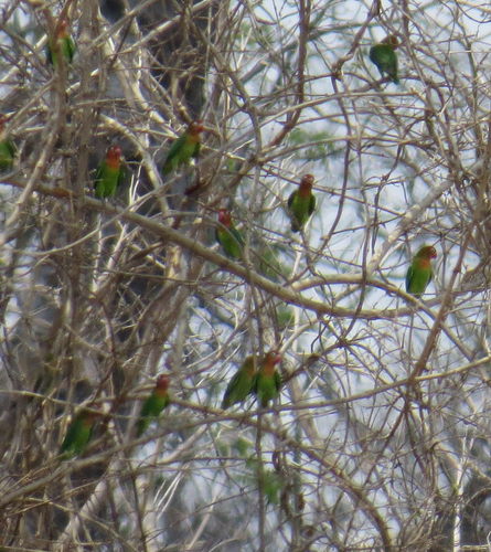 Lilian's Lovebird