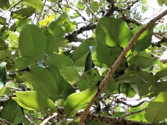 Diospyros egrettarum