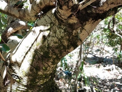 Diospyros egrettarum