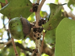 Diospyros egrettarum