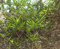 Vandoideae