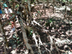 Diospyros egrettarum