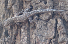 Lygodactylus chobiensis