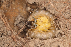 Cormocephalus westwoodi