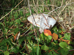 Amanita smithiana