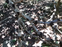 Diospyros egrettarum
