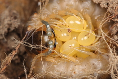 Cormocephalus westwoodi