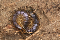 Cormocephalus westwoodi