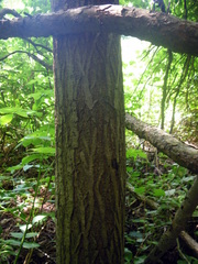 Juglans cinerea