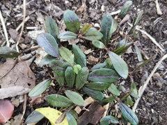 Diospyros egrettarum