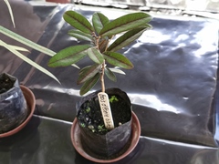 Diospyros egrettarum