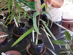 Polyscias maraisiana