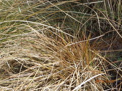 Carex buchananii
