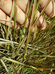 Carex buchananii