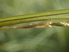 Carex buchananii