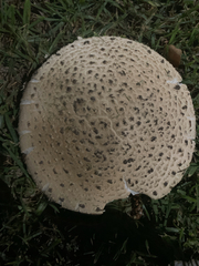 Saproamanita foetidissima
