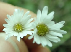 Brachyscome longiscapa