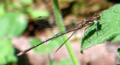 Lestes congener