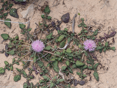 Crocodilium creticum