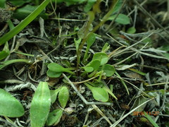 Brachyscome longiscapa