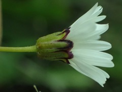 Brachyscome longiscapa