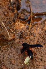 Synagris proserpina niassae