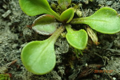 Brachyscome longiscapa