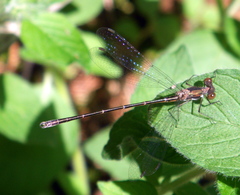 Lestes congener