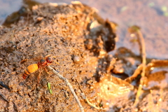 Antodynerus radialis