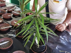 Elaeodendron orientale