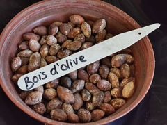 Elaeodendron orientale