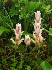 Castilleja pallida