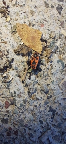 European Firebug