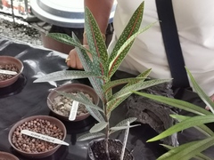 Coptosperma borbonicum