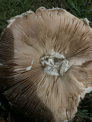 Saproamanita foetidissima