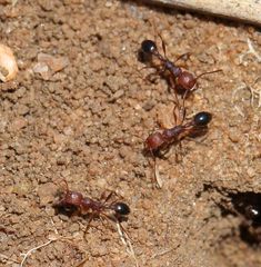 Tetramorium sericeiventre